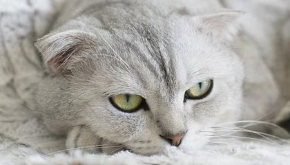 爱游戏资讯-那些我们熟悉的欧冠“绝杀场面”图片集，欧冠决赛爆冷